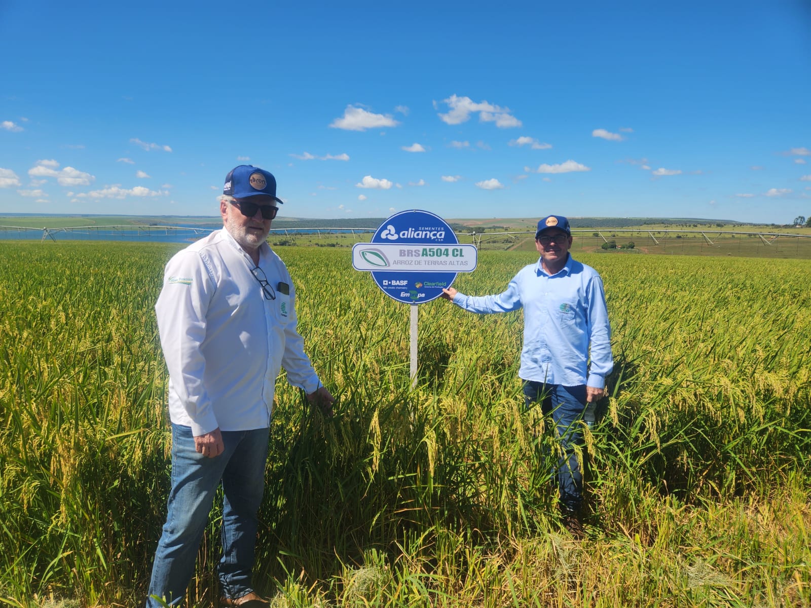 Embrapa Arroz e Feijão apresenta variedades BRS A502 e A504 em dia de campo